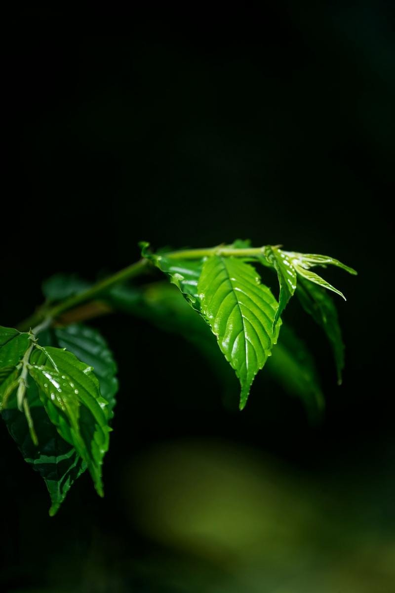 Ses dalgaları ve enerji alanlarıyla içsel denge arayan bireylerin meditasyon yaptığı sakin ortam